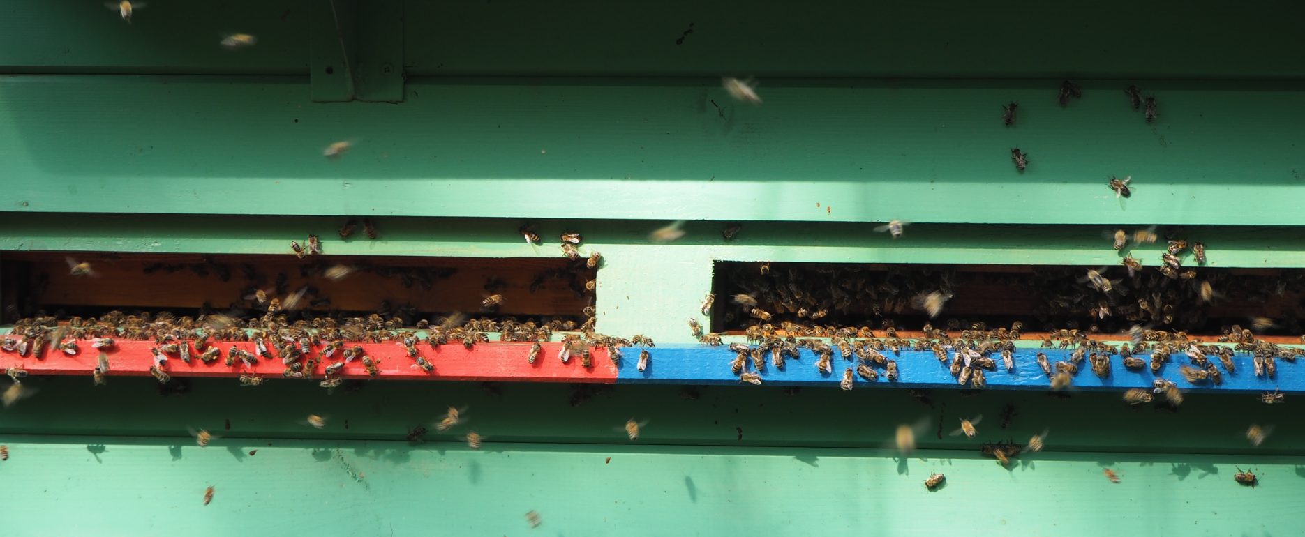 Včeli letiace z úla